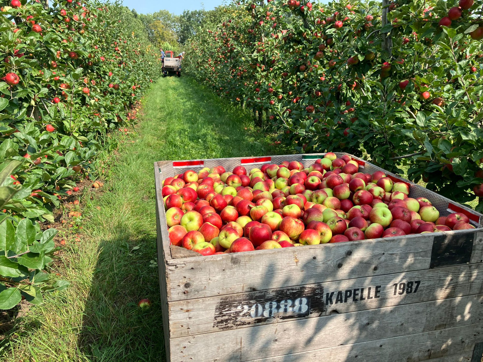 Afbeelding Video: pluk 2024