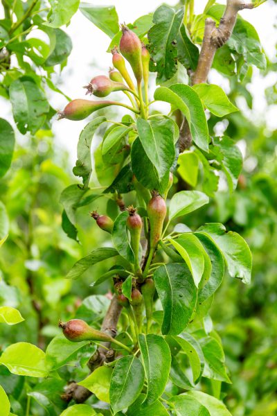 Afbeelding “Ik zit liever zelf met mijn hoofd in de bomen”
