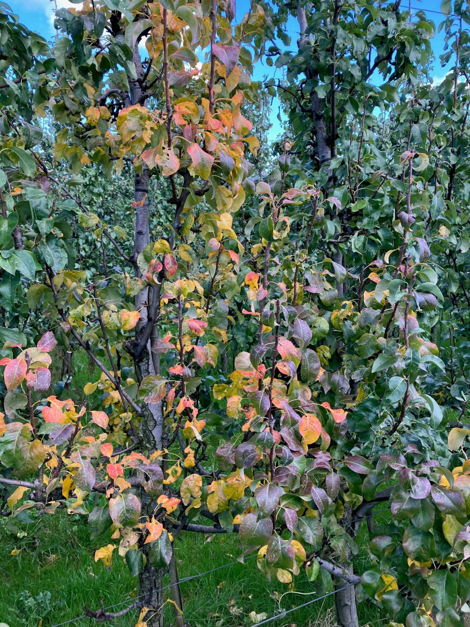 Afbeelding Bodemverbetering