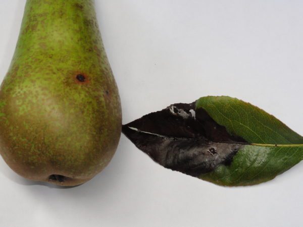 Afbeelding Zwartvruchtrot