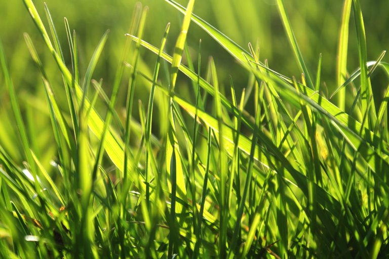 Afbeelding De passie van…