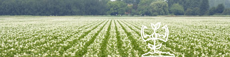 Afbeelding Een krachtig gewas