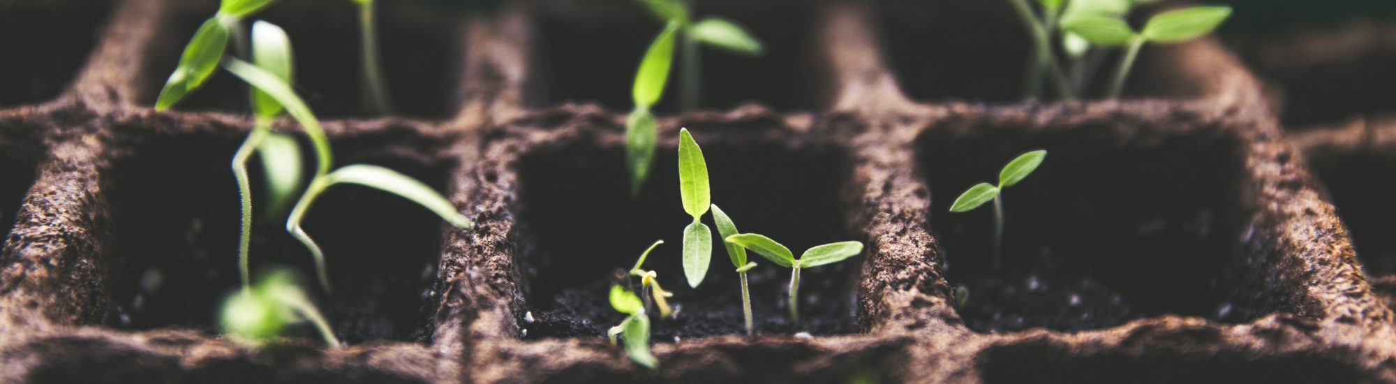 Afbeelding John en André Raas: “We moeten de bomen in topconditie houden”