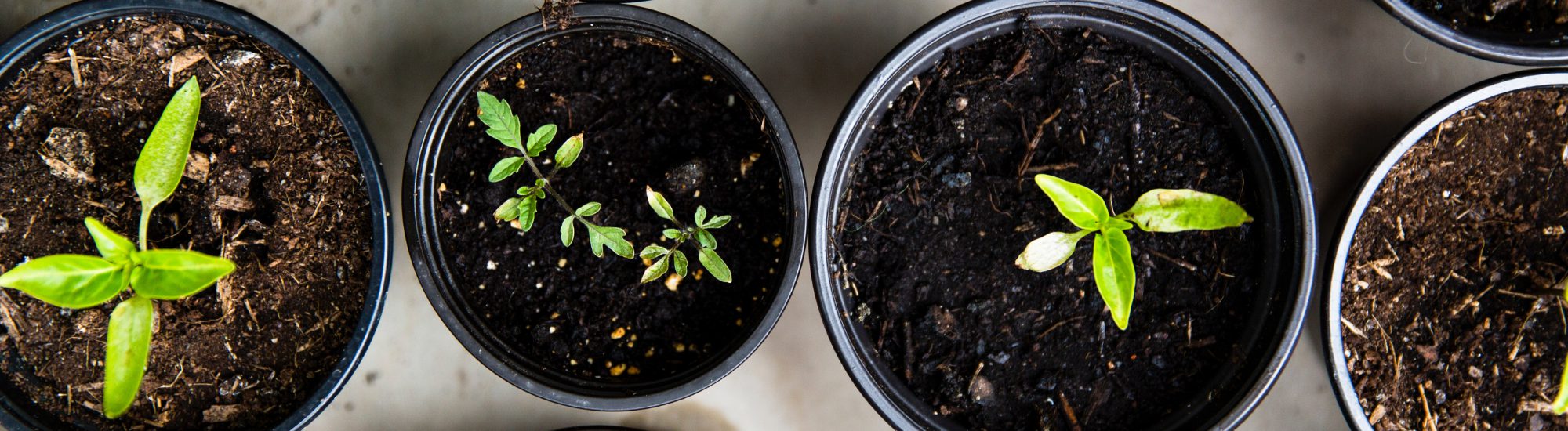 Afbeelding Jan-Willem Scherpenisse: “De tijd is voorbij gevlogen”