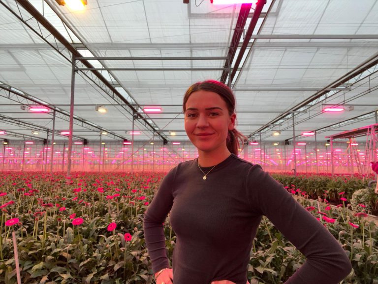 Afbeelding Adviesstage in de gerbera’s