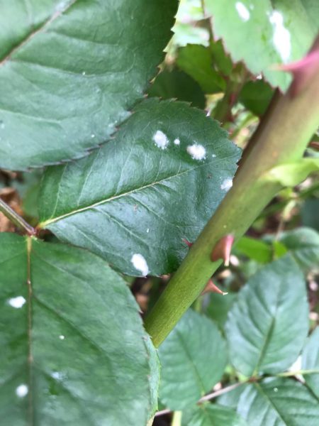 Afbeelding Praktijkgericht onderzoek naar echte meeldauw