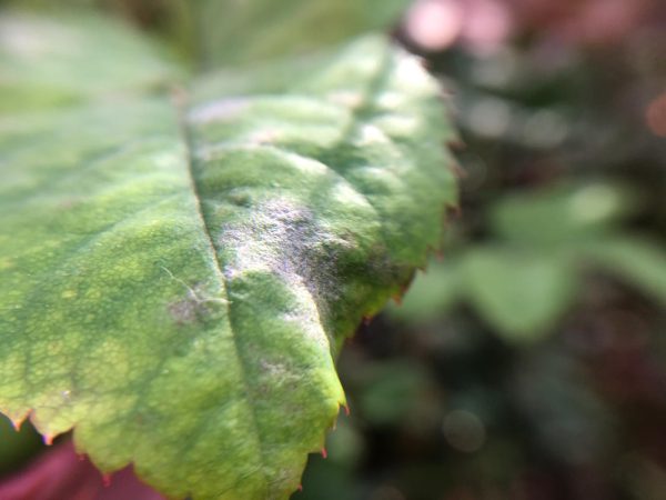 Afbeelding Praktijkgericht onderzoek naar echte meeldauw
